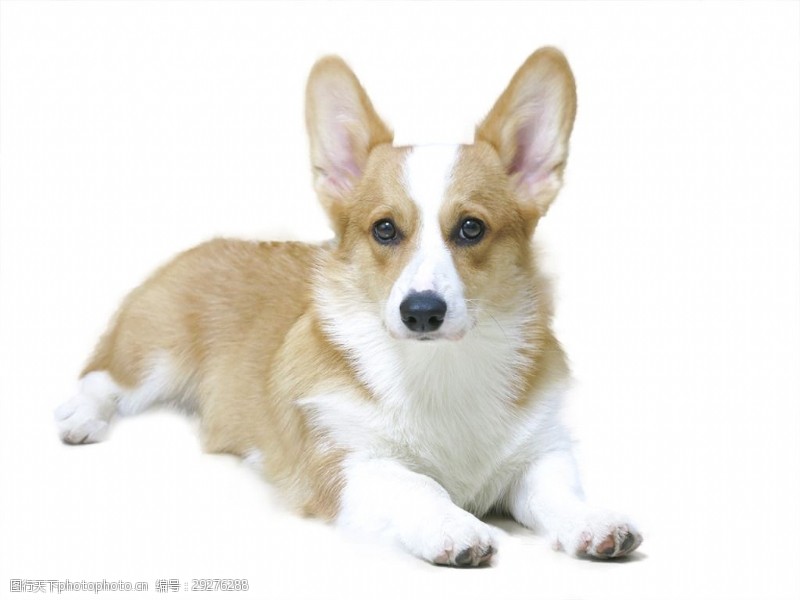 寄养狗狗门口:关爱宠物的新选择